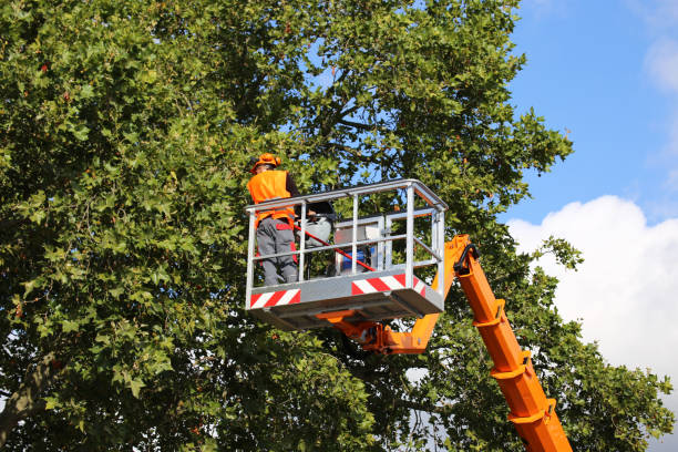 Professional Tree Services in Monticello, FL